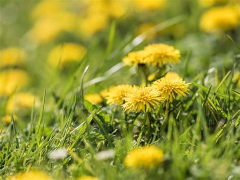 Kvitnúce púpavy na lúke