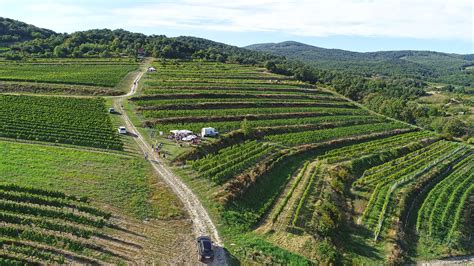 Vinice na svahoch Malých Karpát