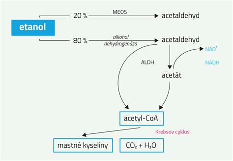 Trojrozmerný diagram metabolizmu alkoholu v pečeni