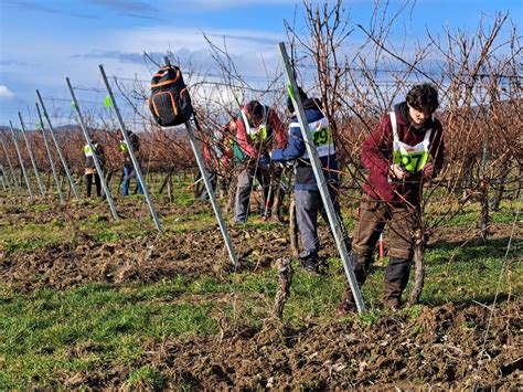 Rodina Macikovcov pri práci vo vinohrade