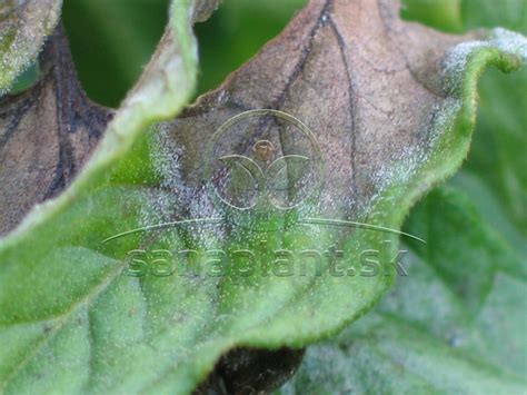 Ilustrácia plesne na slade