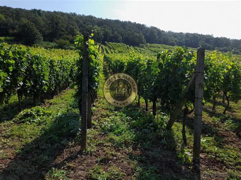 Vinohrad v Malokarpatskej oblasti