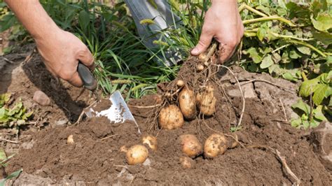 Vinica s hroznom pripraveným na zber