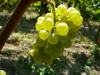 Vinný hrozen odrůdy Rizling vlašský