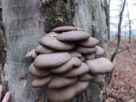 Hliva ustricová rastúca na strome