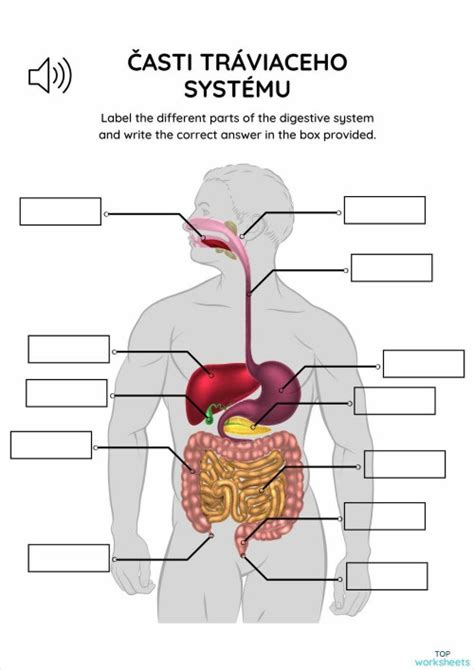 Diagram ľudského tráviaceho systému s vyznačenými poškodeniami