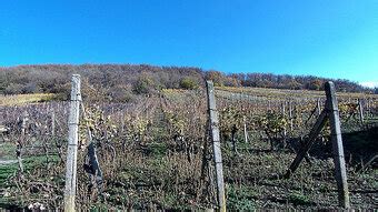 Vinohrad s radmi viniča a modrým nebom