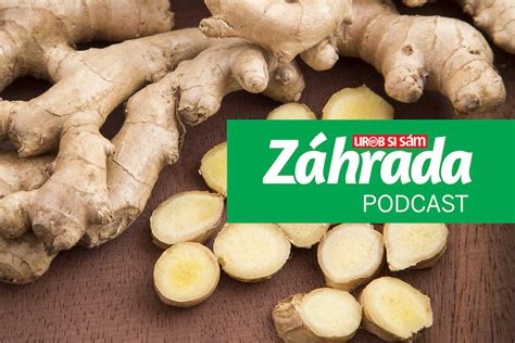 Obrázok podzemku zázvoru