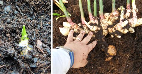 Diagram ukazujúci ideálne podmienky pre pestovanie zázvoru