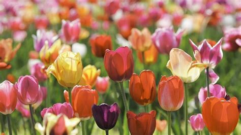 Ilustrácia správneho pestovania ďateliny