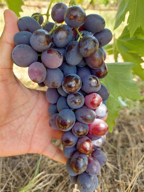 Hroznové strapce s vysokým obsahom cukru