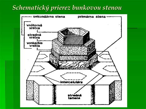 Schéma bunkovej štruktúry s vyznačenými bunkovou stenou, membránou a cytoplazmou.