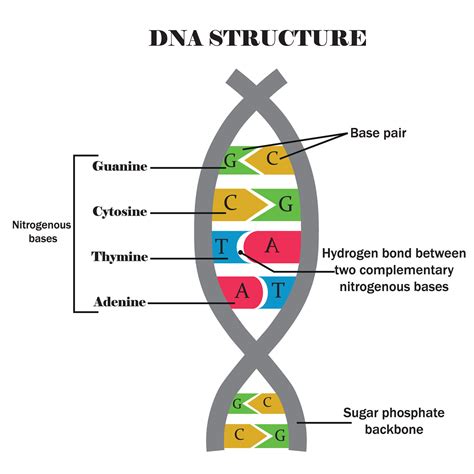 Ilustrácia alkoholového zrážania DNA.