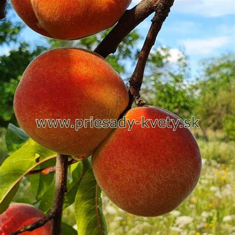 Zrelé broskyne odrody Sunhaven