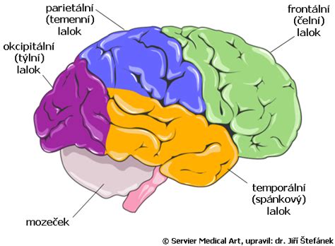 diagram mozgu s vyznačenými oblasťami ovplyvnenými alkoholom