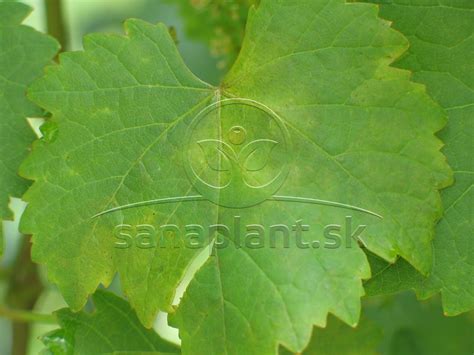 Detail bobúľ hrozna s príznakmi ušľachtilej plesne (cibéb)