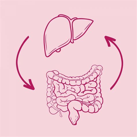 Diagram znázorňujúci funkcie pečene