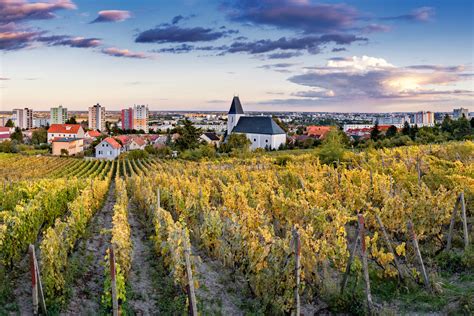 Vinohrady pod Malými Karpatami