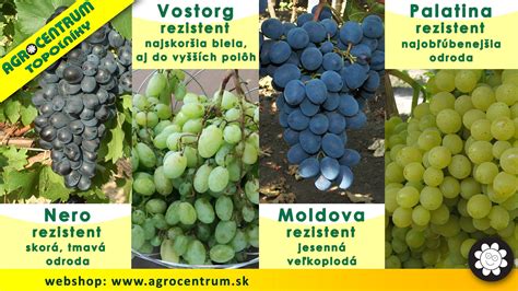 Bobule hrozna odrody Devín