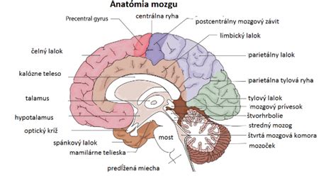 Ilustrácia ľudského mozgu s vyznačenými oblasťami ovplyvnenými alkoholom