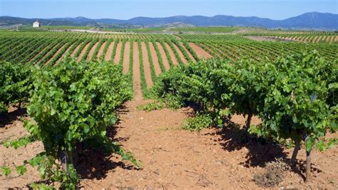 vinice v Španielsku