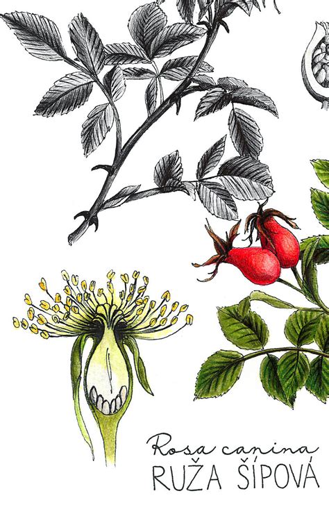 Ilustrácia destilačného prístroja