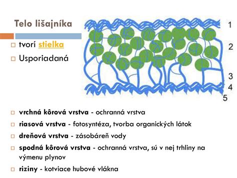 Grafické znázornenie absorpcie aktívnych látok do vlasového vlákna