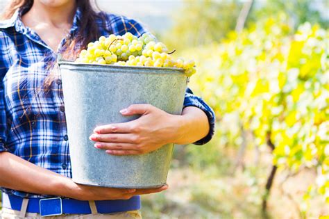 Hrozno na vinici počas zberu