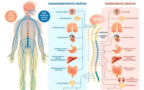 Diagram zobrazujúci vplyv alkoholu na centrálny nervový systém