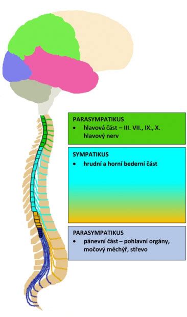 schematické znázornenie nervového systému