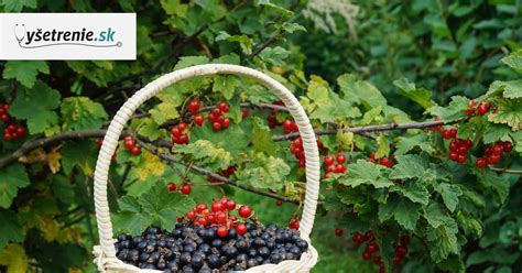 Čierne a červené ríbezle v košíku