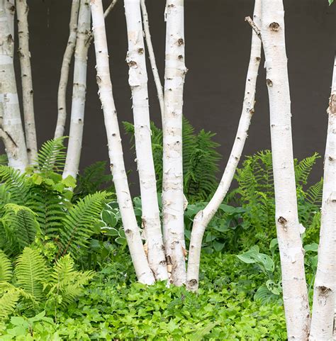Breza v zasneženom lese