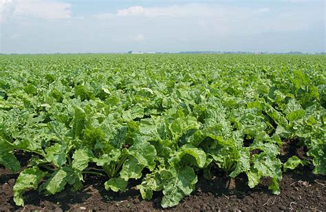 Pole s cukrovou repou