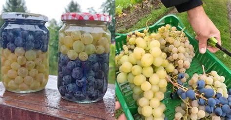 Čerstvé hrozno pripravené na lisovanie