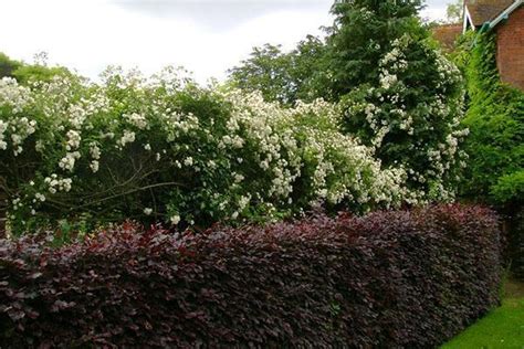 Divoko rastúce kríky trnky