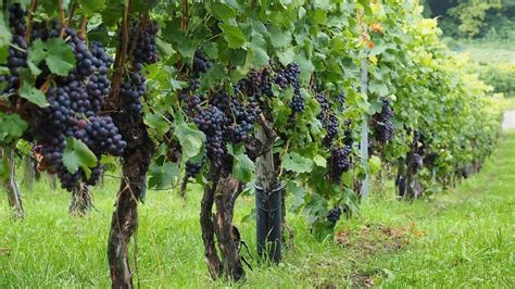 Ilustrácia viniča a hrozna