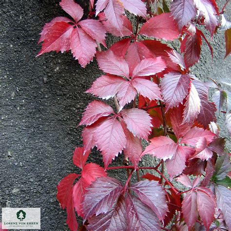 Parthenocissus quinquefolia listy