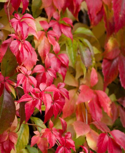 Úponky Parthenocissus quinquefolia s prísavnými doštičkami