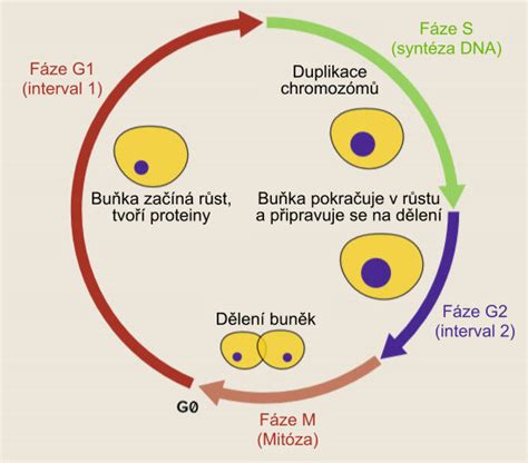 Diagram zobrazujúci metabolizmus etanolu a tvorbu acetaldehydu