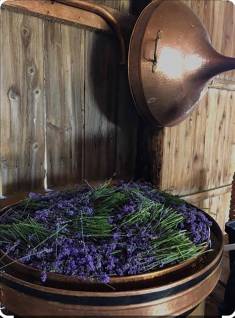 Detailné zábery levanduľových kvetov a listov