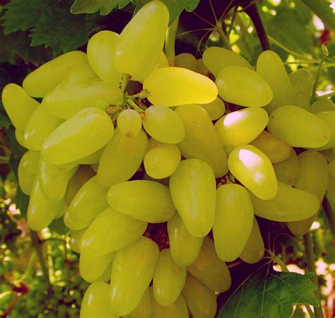 Vinič v jeseni s dozrievajúcimi hroznami