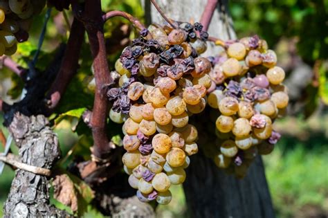 Ušľachtilá pleseň na hrozne