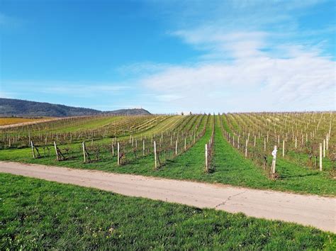 Vinice v malebnej slovenskej krajine