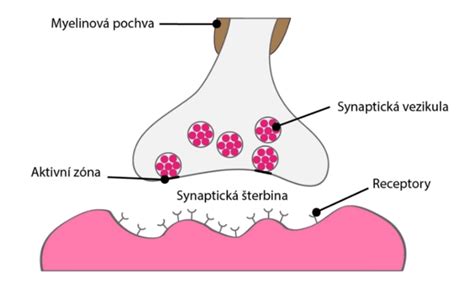 Diagram zobrazujúci vplyv alkoholu na neurotransmitery v mozgu