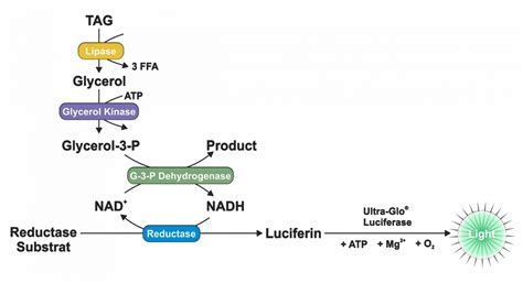 Štruktúra glycerolu
