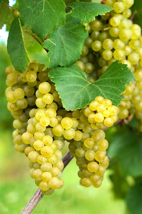 Graf odrôd vína s označením Chardonnay