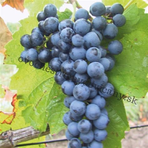 Vinič Frankovka modrá