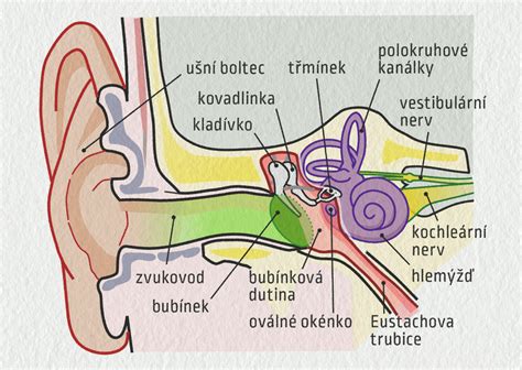 Schéma ľudského ucha a sluchového systému