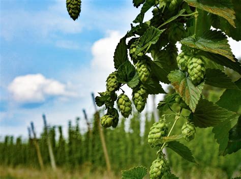 zrná sladu a chmeľ