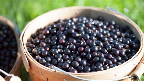 Čierne ríbezle v košíku